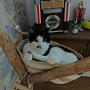 Uby participe au concours pour gagner de l'argent avec cette photo : carnivore, cat, cat_supply, comfort, domestic_short_haired_cat, felidae, fur, gas, hardwood, home_appliance, kitchen_appliance, machine, major_appliance, pet_supply, room, sitting, small_to_medium_sized_cats, tail, whiskers, wood