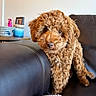 Millie Mae is registered to the contest to win money with this photo: dog, puppy, curly_fur, brown_fur, pet, animal, portrait, indoors, couch, leather, furniture, sitting, standing, floppy_ears, brown_eyes, nose, cozy, blanket, home, closeup
