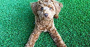 Millie Mae joined the competition — help win amazing prizes! dog, puppy, curly_hair, brown_fur, green_turf, outdoor, lying_down, front_view, animal_portrait, pet, cute, floppy_ears, brown_eyes, nose, paws, playful, grass, artificial_grass, drain_cover, centered_composition