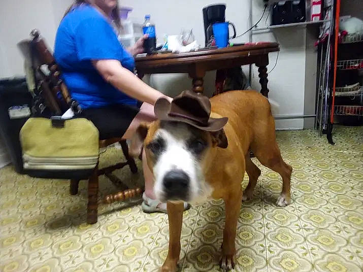 Rebel Eugene Lewis is registered to the contest to win money with this photo: canidae, carnivore, chair, collar, comfort, companion_dog, dog, dog_breed, dog_supply, fawn, flooring, furniture, hardwood, pet_supply, room, sporting_group, table, tail, working_animal, working_dog