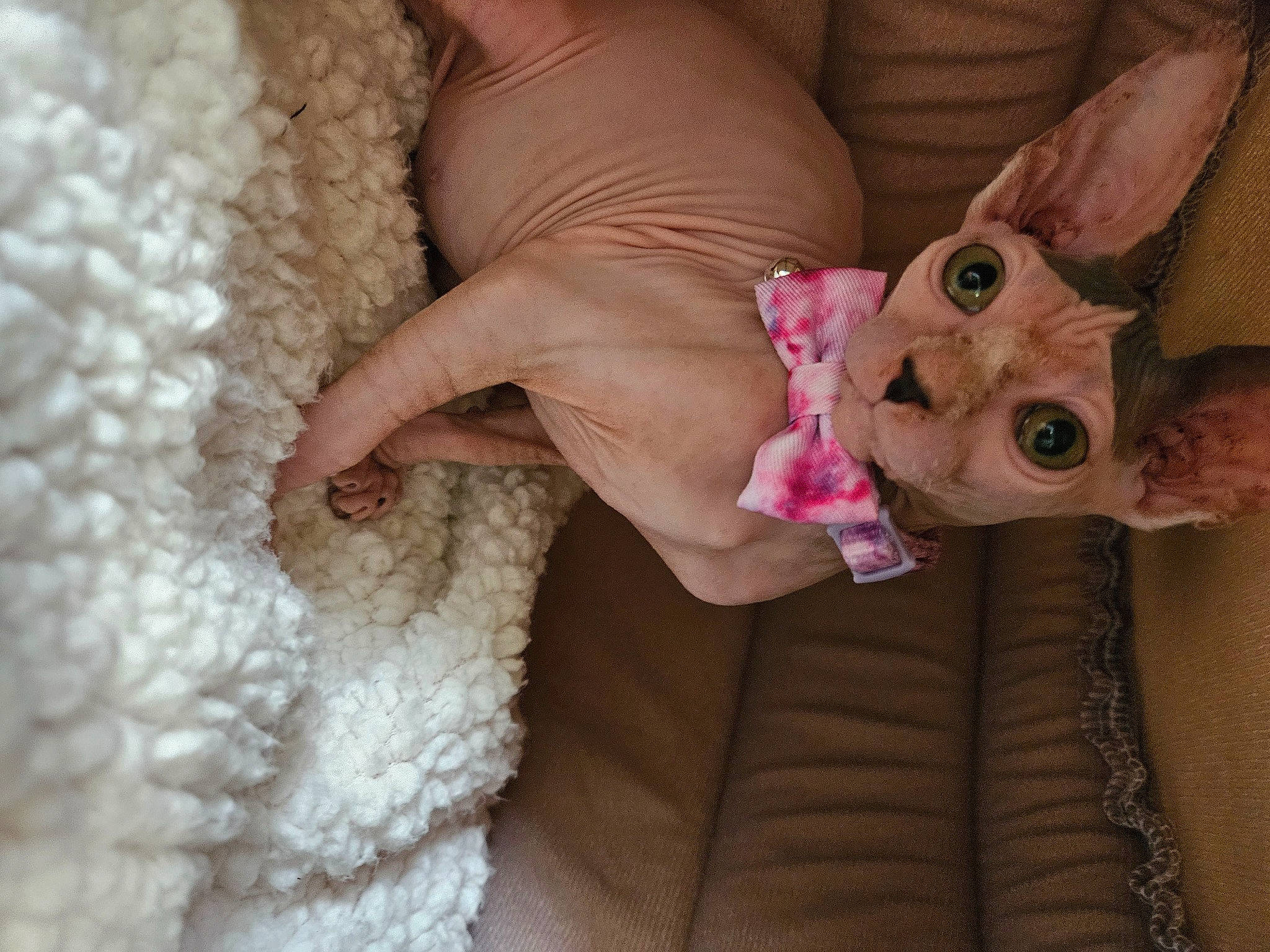 Freyja is registered to the contest to win money with this photo: child, close_up, comfort, couch, embellishment, fashion_accessory, fawn, finger, fur, hand, linens, magenta, nail, pattern, skin, stuffed_toy, textile, toy, wedding_dress, wool