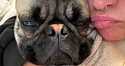 Pickles joined the competition — help win amazing prizes! person, dog, pug, close_up, face, cuddle, indoor, blanket, expression, pout, pet, cozy, animal, skin, nose_ring, wrinkles, friendship, affection, portrait, love