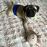 dog, pug, pet, animal, blue_diaper, plush_toy, octopus_toy, pink_blanket, fluffy, cute, indoor, laying_down, paw, wide_eyes, fur, small_dog, toy, resting, looking_at_camera, cozy