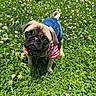 dog, pug, puppy, grass, flowers, clover, pet_clothing, denim, outdoor, greenery, cute, small_dog, animal, nature, summer, sunlight, curious, head_tilt, playful, adorable