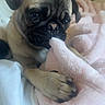 dog, pug, pet, animal, closeup, paw, blanket, bed, indoor, cute, fur, sleeping_area, cozy, soft, face, nibbling, resting, companion, domestic, cute_pet