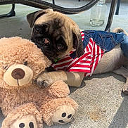 Pickles joined the competition — help win amazing prizes! pug, puppy, dog, teddy_bear, toy, striped_shirt, denim_overalls, concrete_floor, outdoor, patio, brick_wall, metal_furniture, cute, playful, pet, animal, small_dog, fur, paw, smile