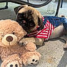 pug, puppy, dog, teddy_bear, toy, striped_shirt, denim_overalls, concrete_floor, outdoor, patio, brick_wall, metal_furniture, cute, playful, pet, animal, small_dog, fur, paw, smile