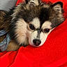 dog, puppy, fluffy, pet, canine, portrait, close_up, lying_down, resting, brown_fur, white_fur, black_fur, blue_eyes, red_blanket, indoor, cozy, couch, soft_fabric, cute, serious_expression