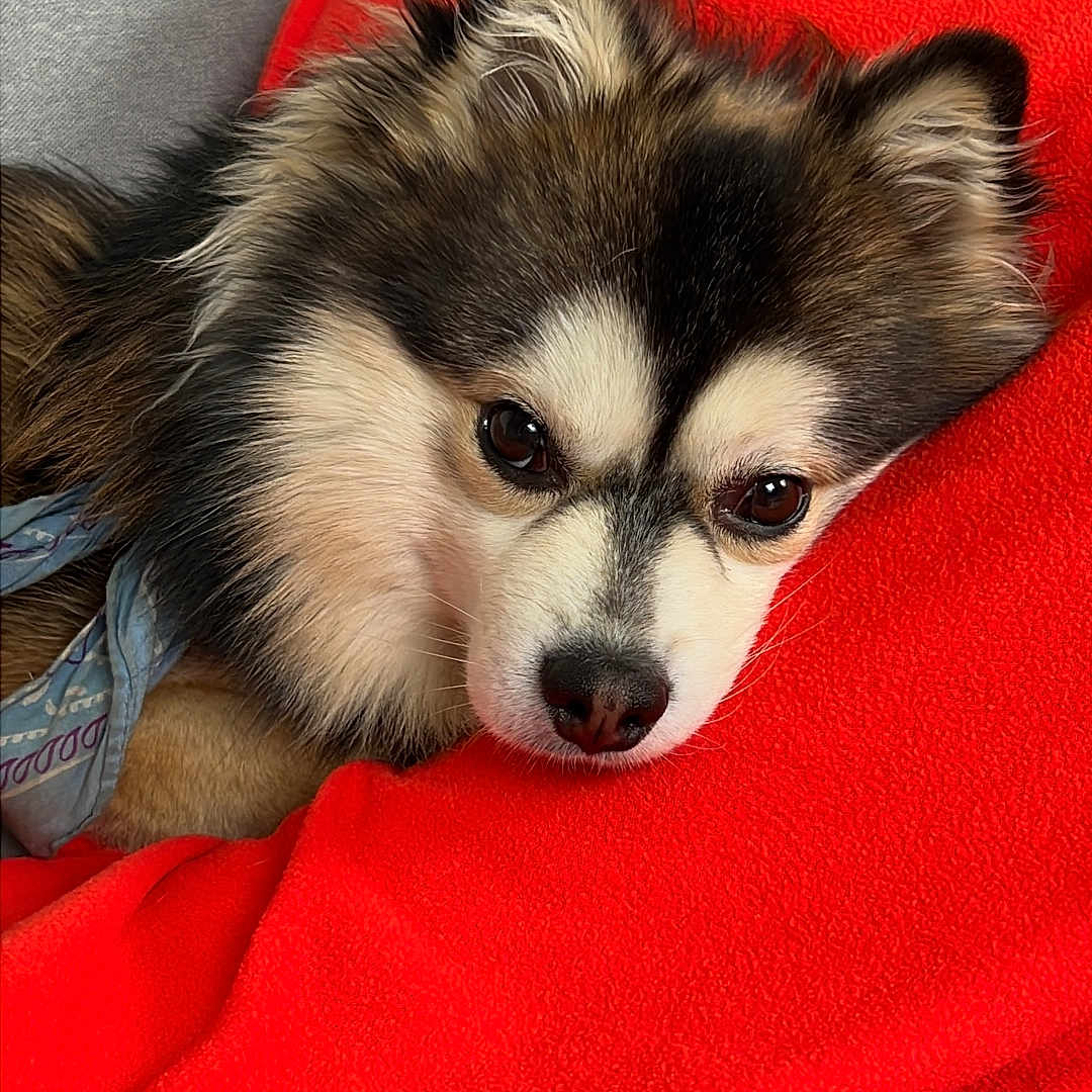 Noah a rejoint le concours — aidez-le/la à gagner de superbes lots ! dog, puppy, fluffy, pet, canine, portrait, close_up, lying_down, resting, brown_fur, white_fur, black_fur, blue_eyes, red_blanket, indoor, cozy, couch, soft_fabric, cute, serious_expression