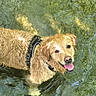 animal, canine, collar, dog, fresh, fur, golden_retriever, happy, joyful, looking_up, nature, outdoor, pet, playful, smiling, standing, summer, tongue_out, water, wet_fur