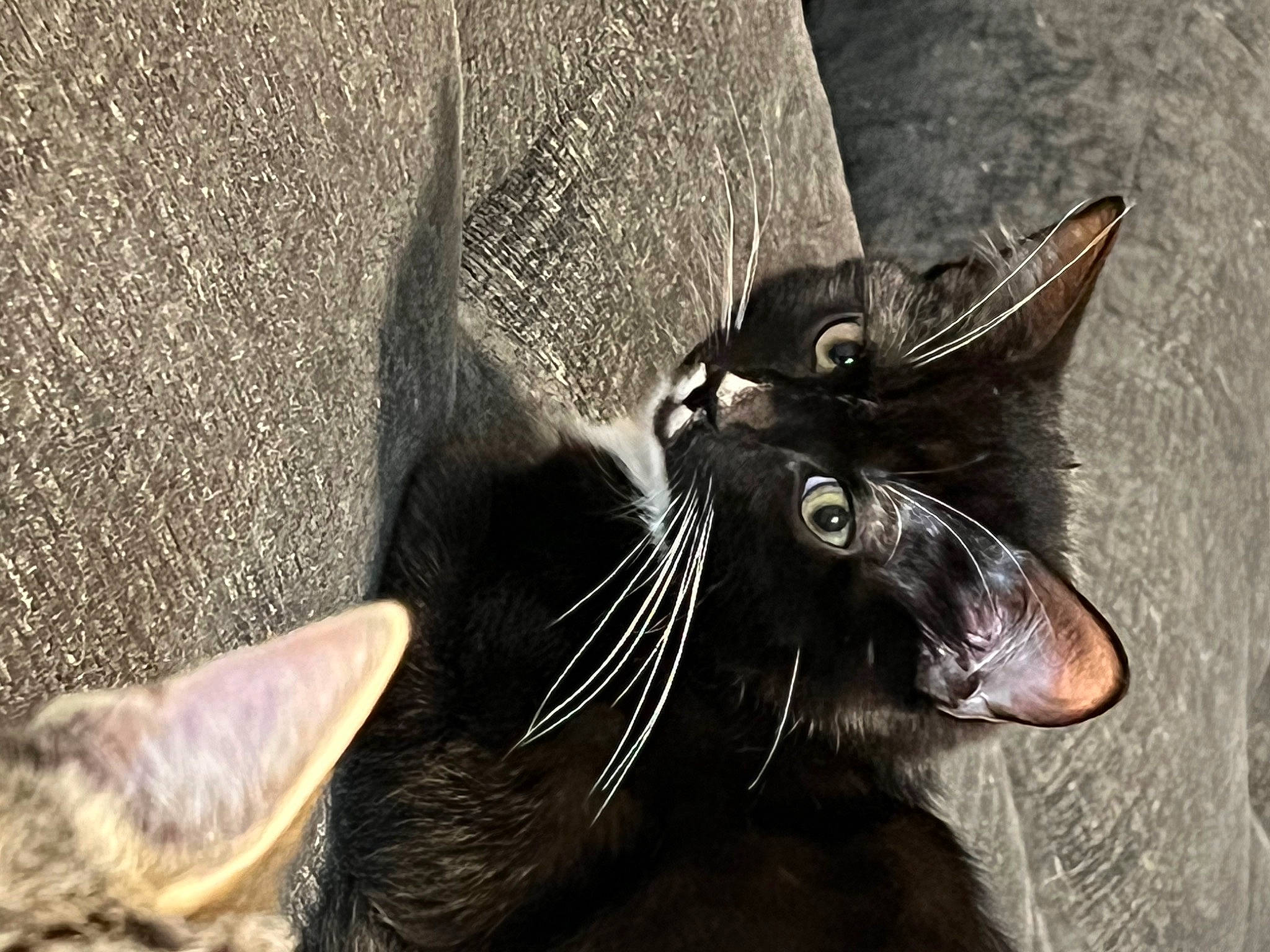 Sir Lewis Whiskers Hamilton joined the competition — help win amazing prizes! black_cat, bombay, carnivore, cat, close_up, domestic_short_haired_cat, ear, felidae, fur, grass, mammal, nose, plant, small_to_medium_sized_cats, snout, tail, terrestrial_animal, vertebrate, whiskers, wildlife