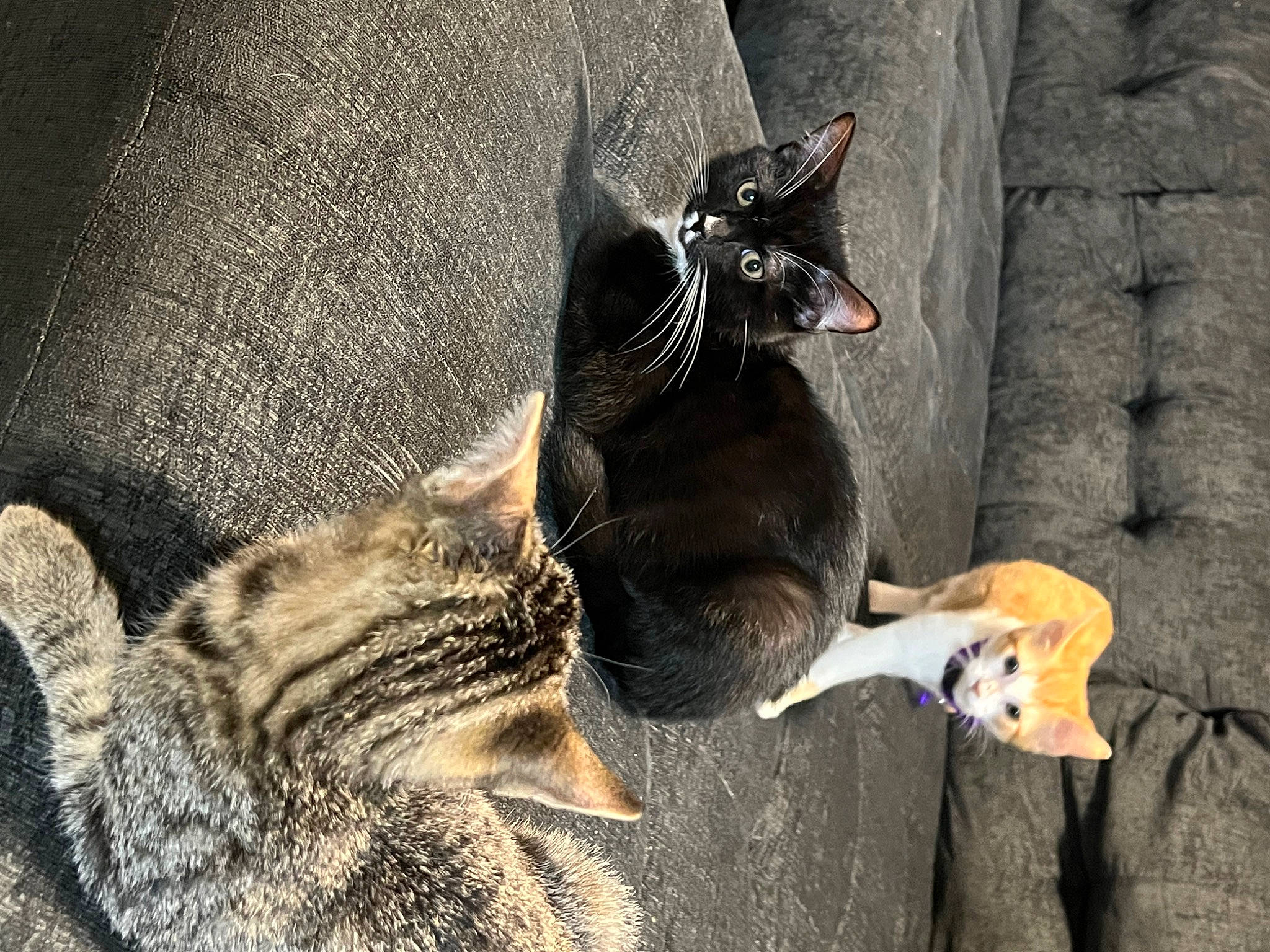 Sir Lewis Whiskers Hamilton is registered to the contest to win money with this photo: carnivore, cat, claw, comfort, dog_breed, domestic_short_haired_cat, fawn, felidae, fur, grey, paw, small_to_medium_sized_cats, snout, tail, terrestrial_animal, tree, whiskers, wildlife