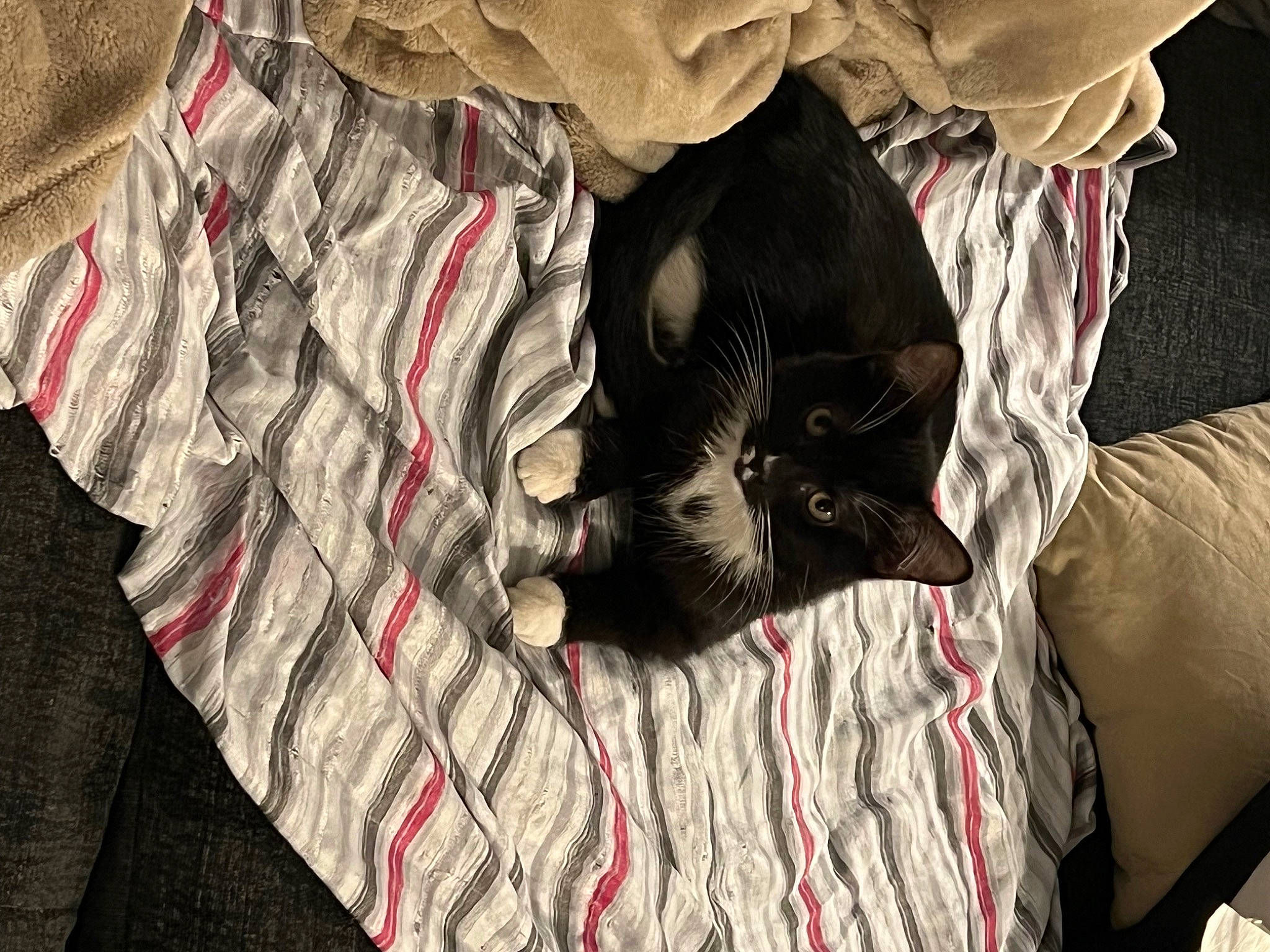 Sir Lewis Whiskers Hamilton joined the competition — help win amazing prizes! baby_toddler_clothing, canidae, carmine, carnivore, cat, comfort, domestic_short_haired_cat, felidae, fur, grey, linens, pattern, plaid, sleeve, small_to_medium_sized_cats, t_shirt, textile, whiskers