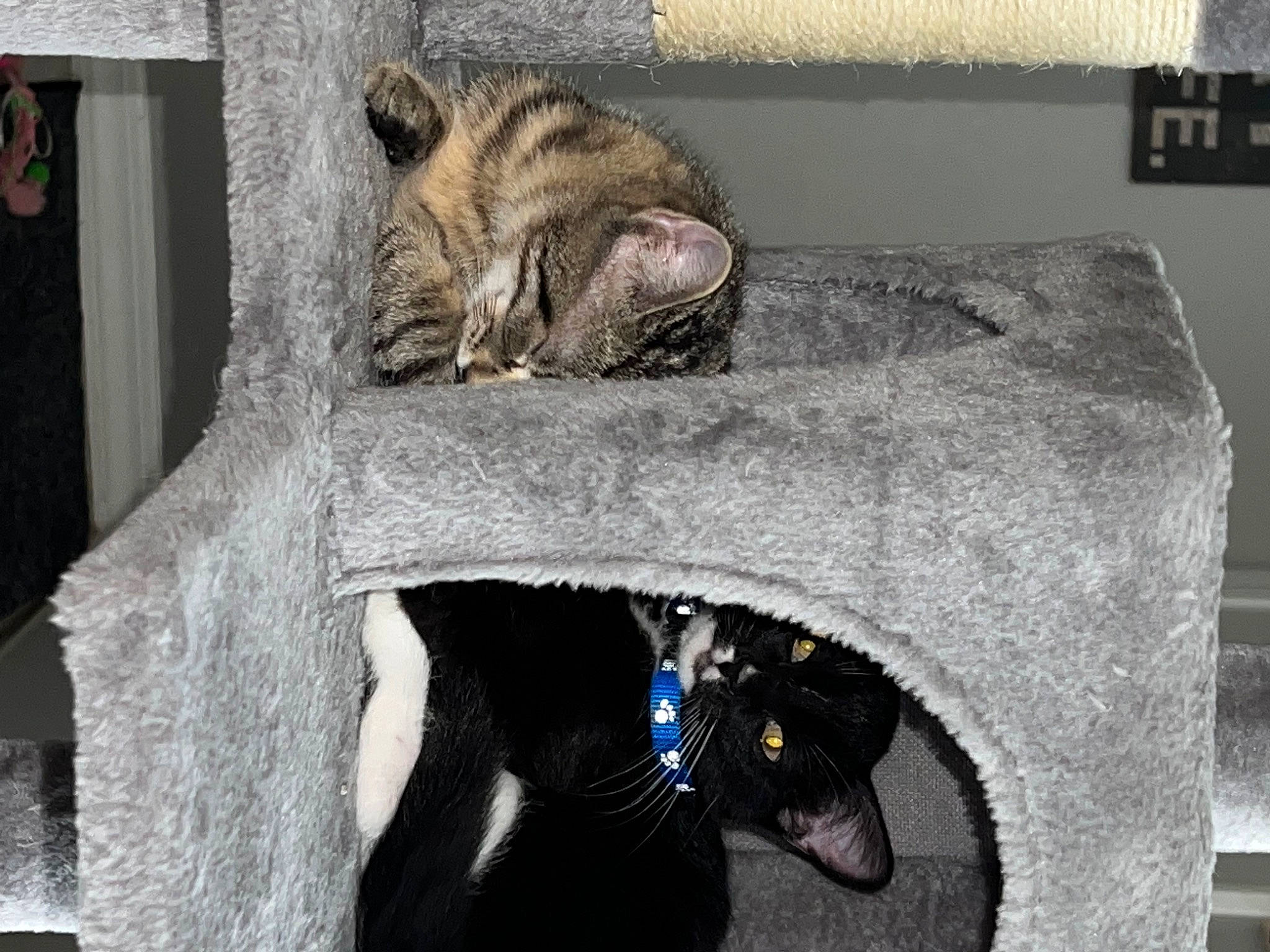 Sir Lewis Whiskers Hamilton is registered to the contest to win money with this photo: automotive_tire, canidae, carnivore, cat, cat_supply, claw, comfort, domestic_short_haired_cat, fawn, felidae, fur, grey, paw, room, small_to_medium_sized_cats, snout, tail, terrestrial_animal, whiskers, window