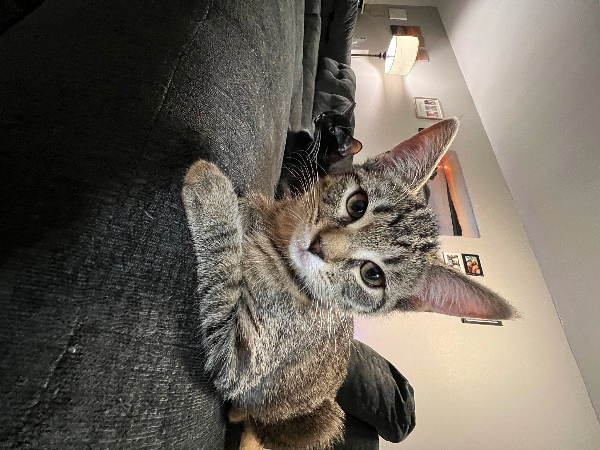 Gracie is registered to the contest to win money with this photo: art, carnivore, cat, claw, domestic_short_haired_cat, felidae, flooring, fur, gesture, grey, paw, plant, small_to_medium_sized_cats, snout, tail, terrestrial_animal, tree, whiskers, wildlife, wood