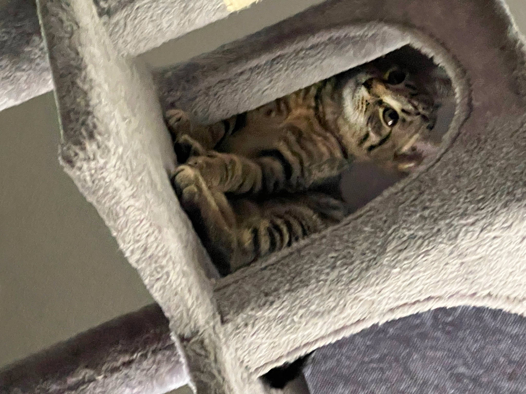 Gracie is registered to the contest to win money with this photo: artifact, auto_part, automotive_tire, automotive_wheel_system, big_cats, carnivore, carving, cat, domestic_short_haired_cat, eye, felidae, metal, relief, small_to_medium_sized_cats, snout, stone_carving, terrestrial_animal, whiskers, wildlife, wood