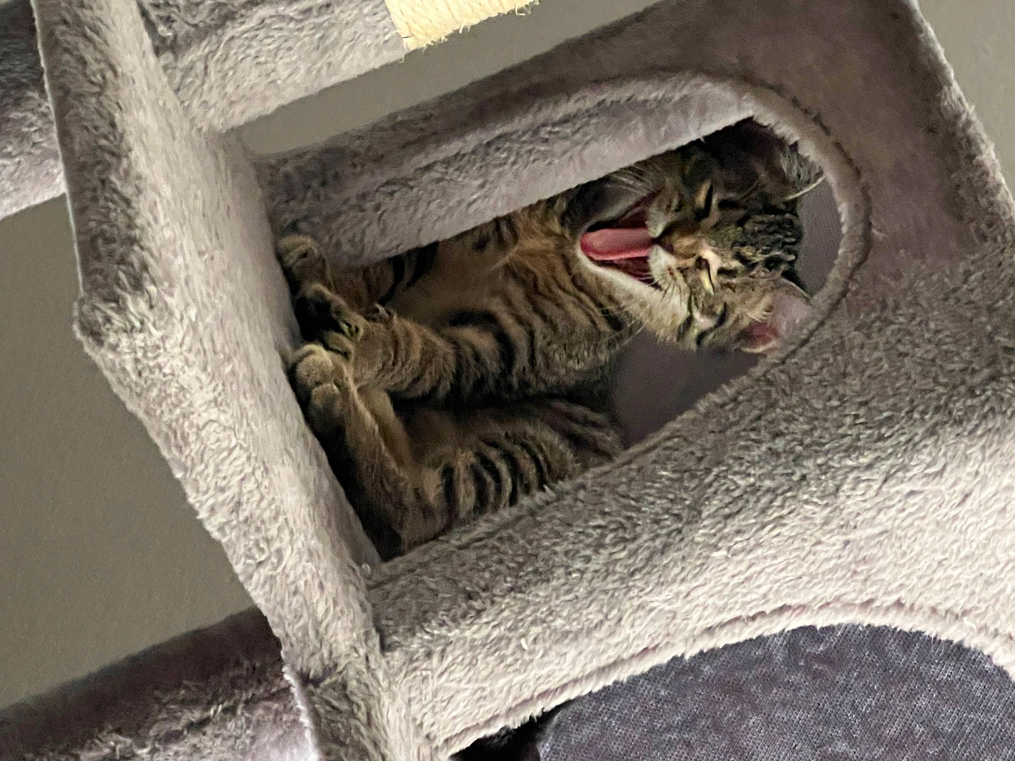 Gracie joined the competition — help win amazing prizes! auto_part, automotive_tire, automotive_wheel_system, carnivore, cat, cat_supply, comfort, domestic_short_haired_cat, eye, felidae, fur, sculpture, small_to_medium_sized_cats, snout, tail, terrestrial_animal, trunk, whiskers, window, wood