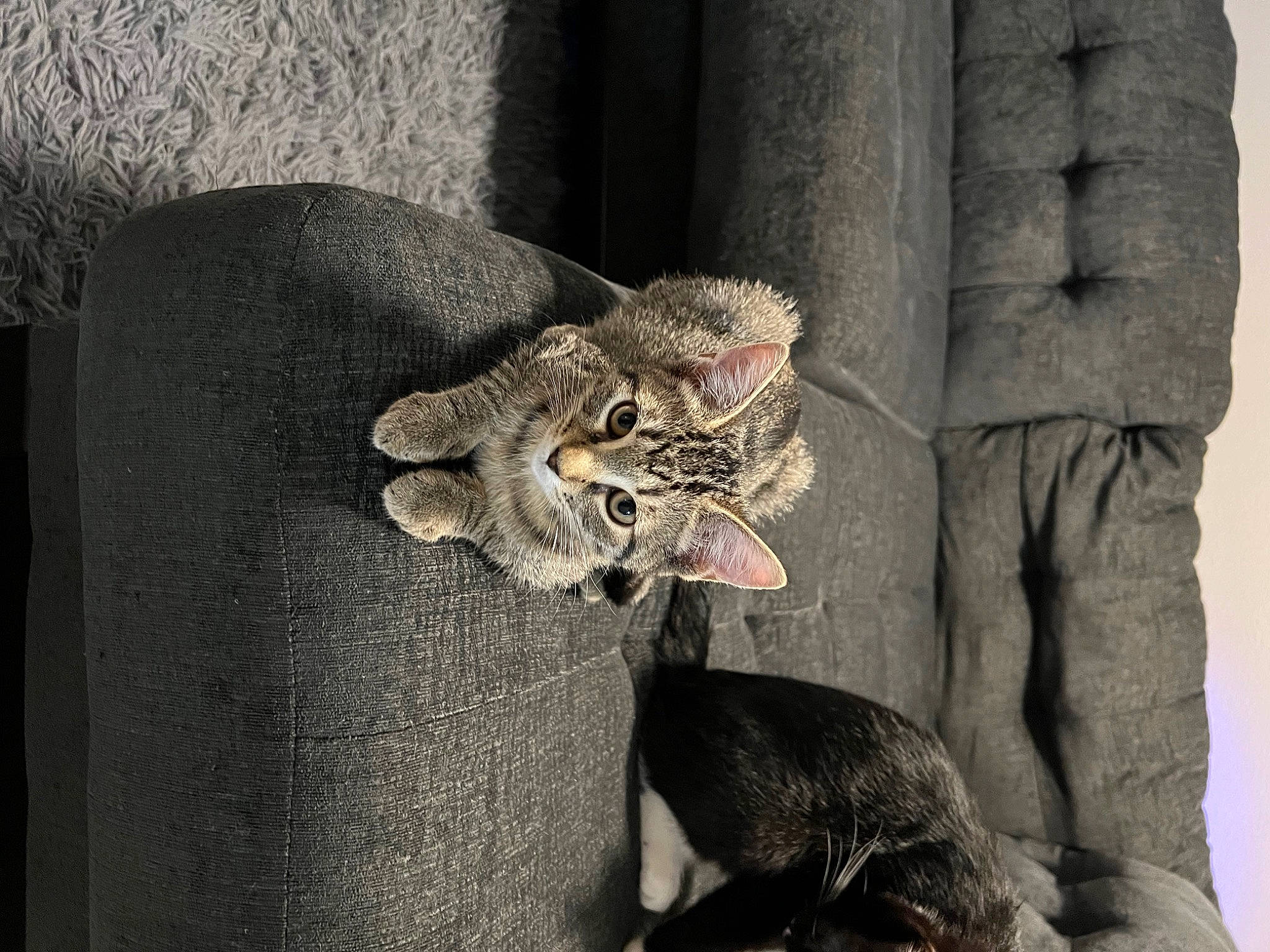 Gracie joined the competition — help win amazing prizes! canidae, carnivore, cat, claw, comfort, domestic_short_haired_cat, door, felidae, fur, grey, hat, paw, plant, small_to_medium_sized_cats, snout, tail, terrestrial_animal, whiskers, wildlife, window