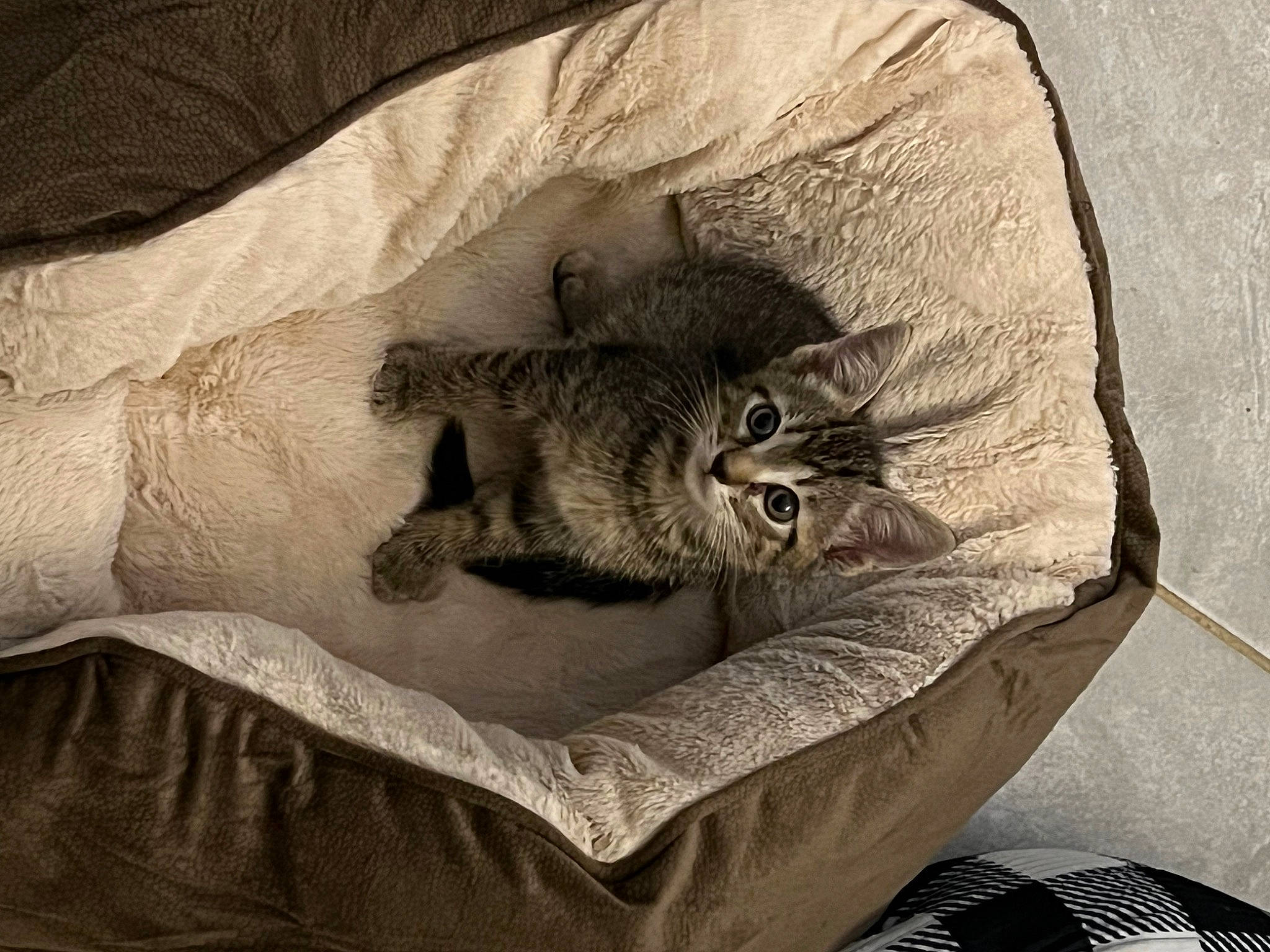 Gracie is registered to the contest to win money with this photo: bag, bedding, carnivore, cat, cat_bed, comfort, domestic_short_haired_cat, felidae, fur, grey, linens, luggage_and_bags, monochrome, monochrome_photography, nap, paw, room, small_to_medium_sized_cats, tail, whiskers