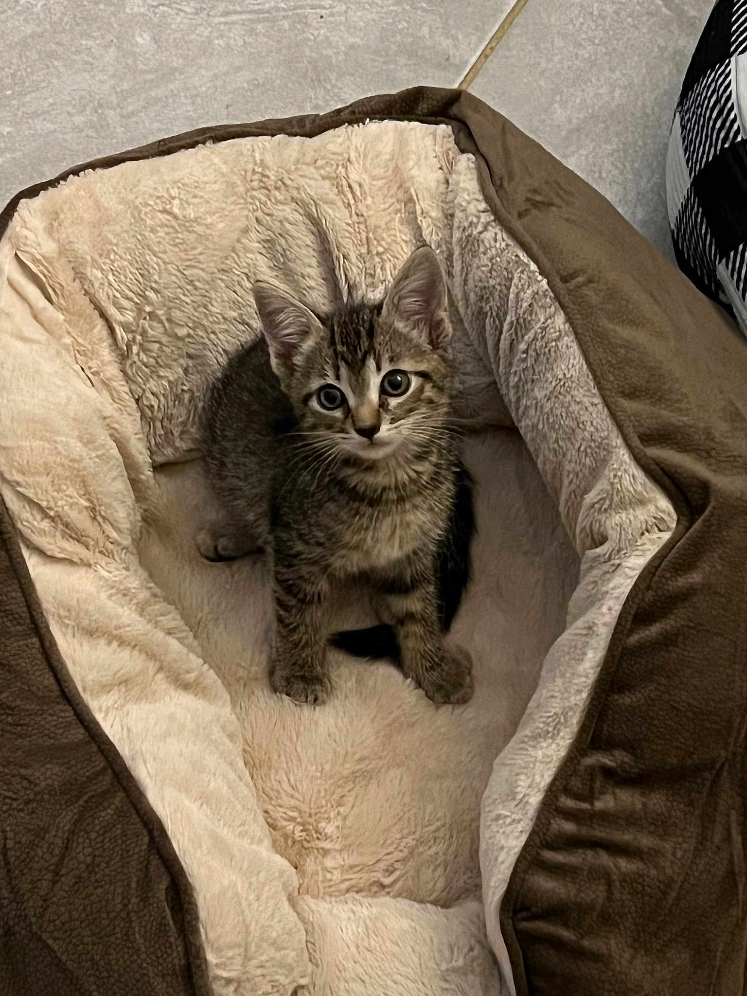 Gracie