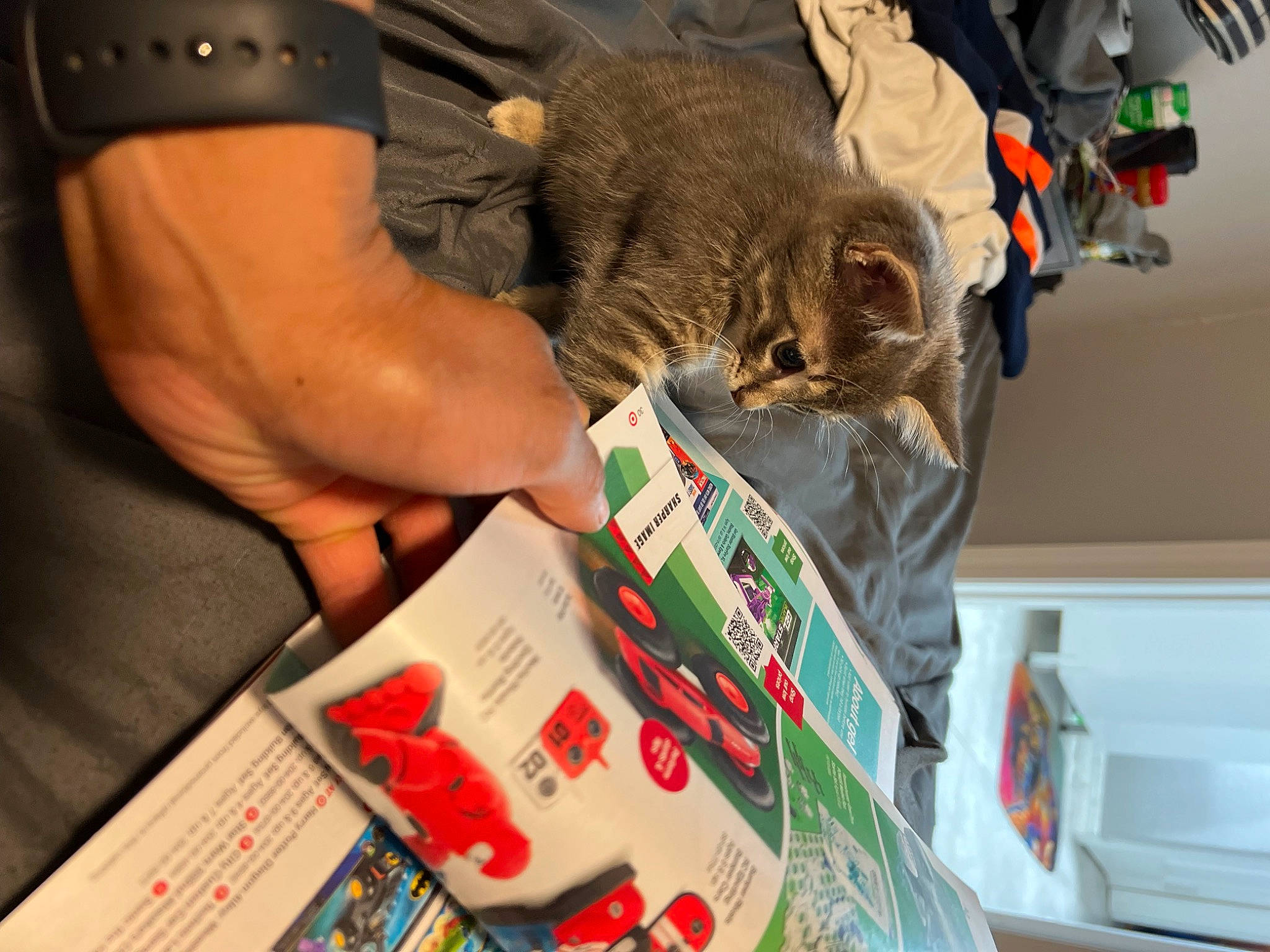 Koa is registered to the contest to win money with this photo: carmine, carnivore, cat, domestic_short_haired_cat, felidae, flesh, fur, nail, publication, room, small_to_medium_sized_cats, whiskers