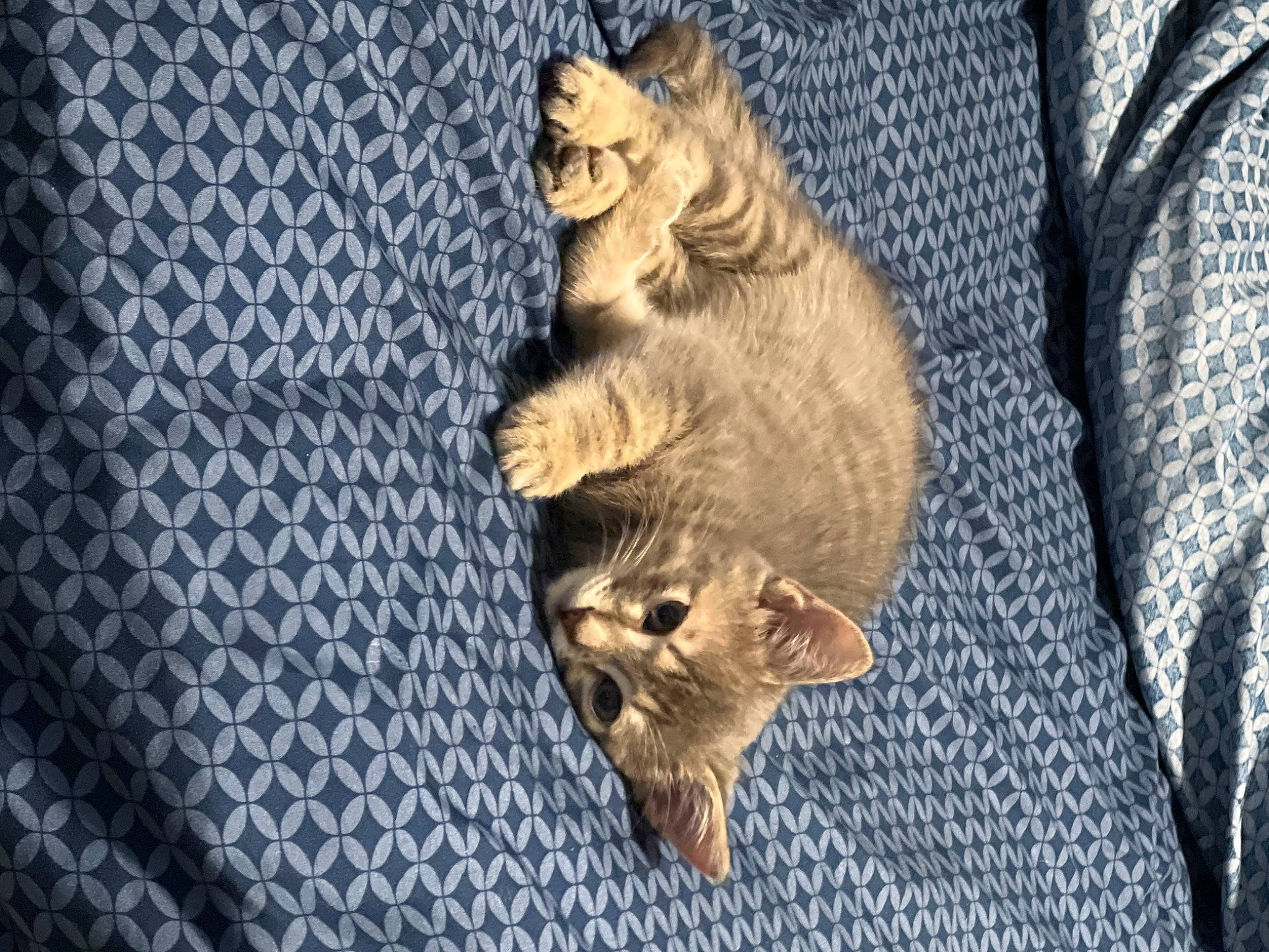 Koa is registered to the contest to win money with this photo: big_cats, carnivore, cat, comfort, darkness, domestic_short_haired_cat, fang, fawn, felidae, fur, paw, plant, sleeve, small_to_medium_sized_cats, snout, tail, terrestrial_animal, whiskers, wildlife, wood