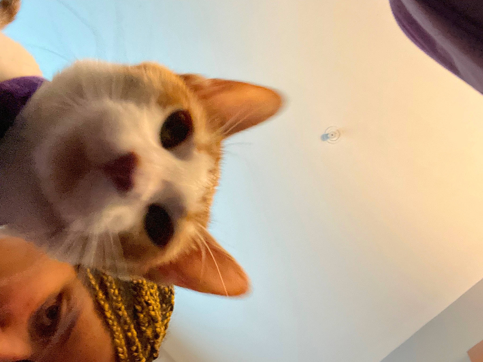 Belle joined the competition — help win amazing prizes! canidae, carnivore, cat, companion_dog, dog_breed, domestic_short_haired_cat, ear, eyelash, fawn, felidae, fur, happy, paw, small_to_medium_sized_cats, snout, whiskers