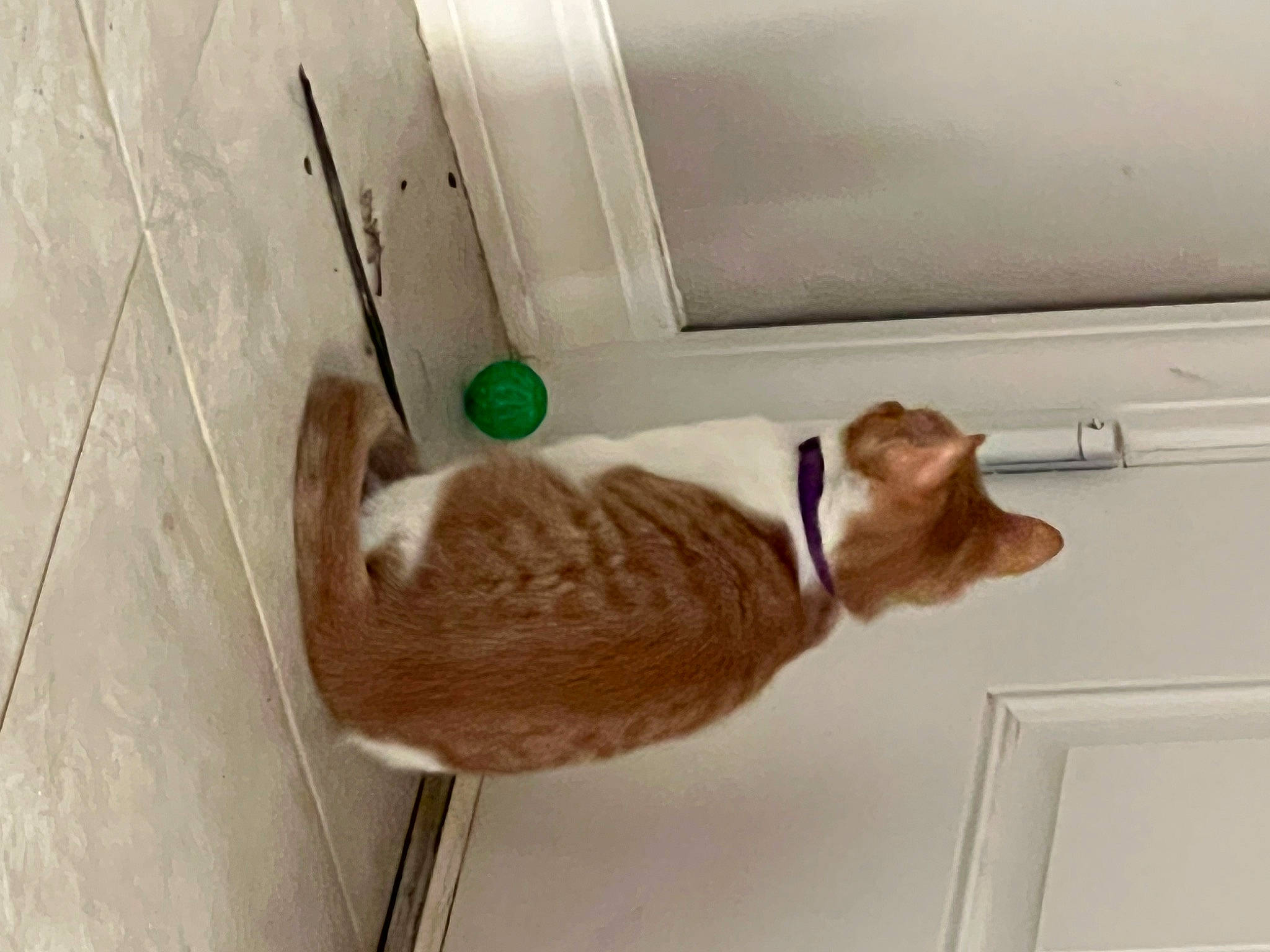 Belle joined the competition — help win amazing prizes! beige, brown, carnivore, cat, collar, comfort, companion_dog, dog, dog_breed, fawn, felidae, floor, flooring, hardwood, liver, pet_supply, small_to_medium_sized_cats, sporting_group, tail, wood