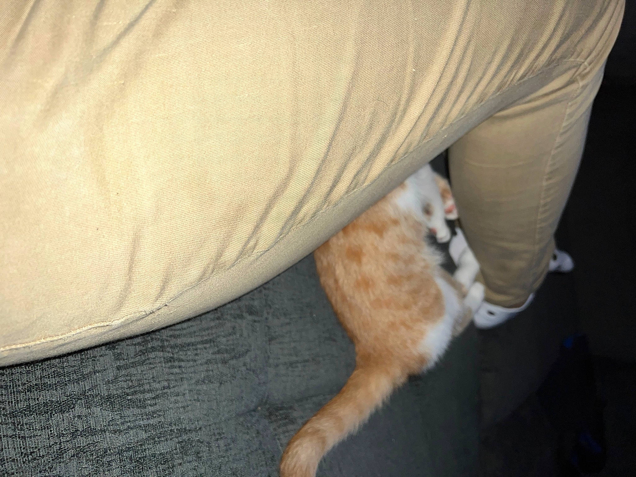 Belle is registered to the contest to win money with this photo: ball, carnivore, cat, comfort, companion_dog, dog_breed, fawn, felidae, flooring, foot, hardwood, human_leg, paw, small_to_medium_sized_cats, snout, sporting_group, tail, textile, whiskers, wood