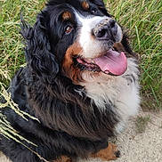 Ouma a rejoint le concours — aidez-le/la à gagner de superbes lots ! dog, bernese_mountain_dog, outdoor, grass, dirt_path, happy, tongue_out, fluffy, black_fur, brown_fur, white_fur, pet, animal, sitting, looking_up, nature, summer, footwear, shoe, casual