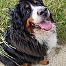 dog, bernese_mountain_dog, outdoor, grass, dirt_path, happy, tongue_out, fluffy, black_fur, brown_fur, white_fur, pet, animal, sitting, looking_up, nature, summer, footwear, shoe, casual