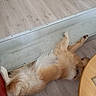 dog, golden_retriever, lying_down, floor, wooden_floor, metal_threshold, relaxed, pet, indoor, home, belly_up, fur, canine, domestic_animal, resting, table, collar, light, shadow, cozy