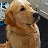 Vauban a rejoint le concours — aidez-le/la à gagner de superbes lots ! dog, golden_retriever, pet, indoor, carpet, fur, animal, canine, sitting, calm, attentive, light, door, wall, tote_bag, floor, household, portrait, mammal, companion