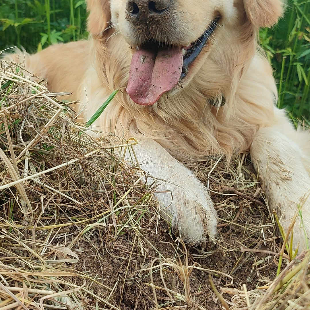 Vauban participe au concours pour gagner de l'argent avec cette photo : dog, golden_retriever, tongue_out, outdoor, grass, dirt, nature, greenery, pet, canine, happy, animal, muzzle, fur, paw, resting, closeup, summer, playful, tongue