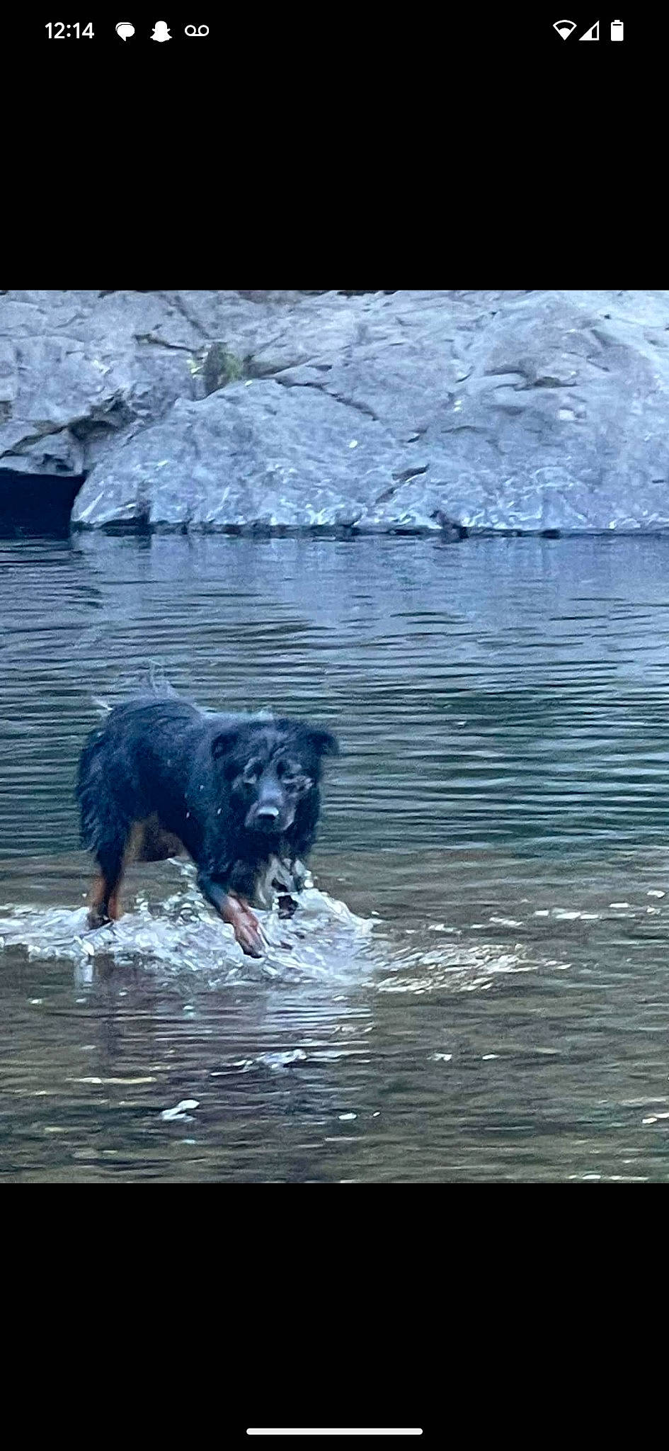 Oakley joined the competition — help win amazing prizes! canidae, carnivore, dog, dog_breed, freezing, guard_dog, herding_dog, lake, liquid, ocean, polar_ice_cap, reflection, retriever, snow, sporting_group, water, watercourse, wave, wind_wave, working_animal