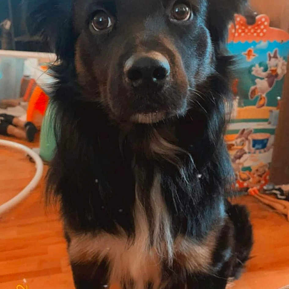 Oakley joined the competition — help win amazing prizes! borador, canidae, carnivore, collar, companion_dog, dog, dog_breed, flooring, fur, gaddi_kutta, hardwood, liver, snout, sporting_group, terrestrial_animal, varnish, whiskers, wood, working_animal, working_dog