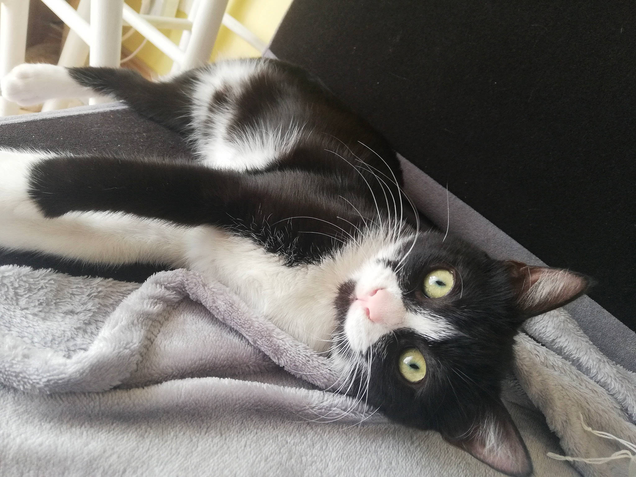 Mia a rejoint le concours — aidez-le/la à gagner de superbes lots ! american_wirehair, black_and_white, black_cat, carnivore, cat, claw, domestic_short_haired_cat, ear, european_shorthair, eye, felidae, fur, kitten, leg, paw, polydactyl_cat, small_to_medium_sized_cats, snout, tail, whiskers