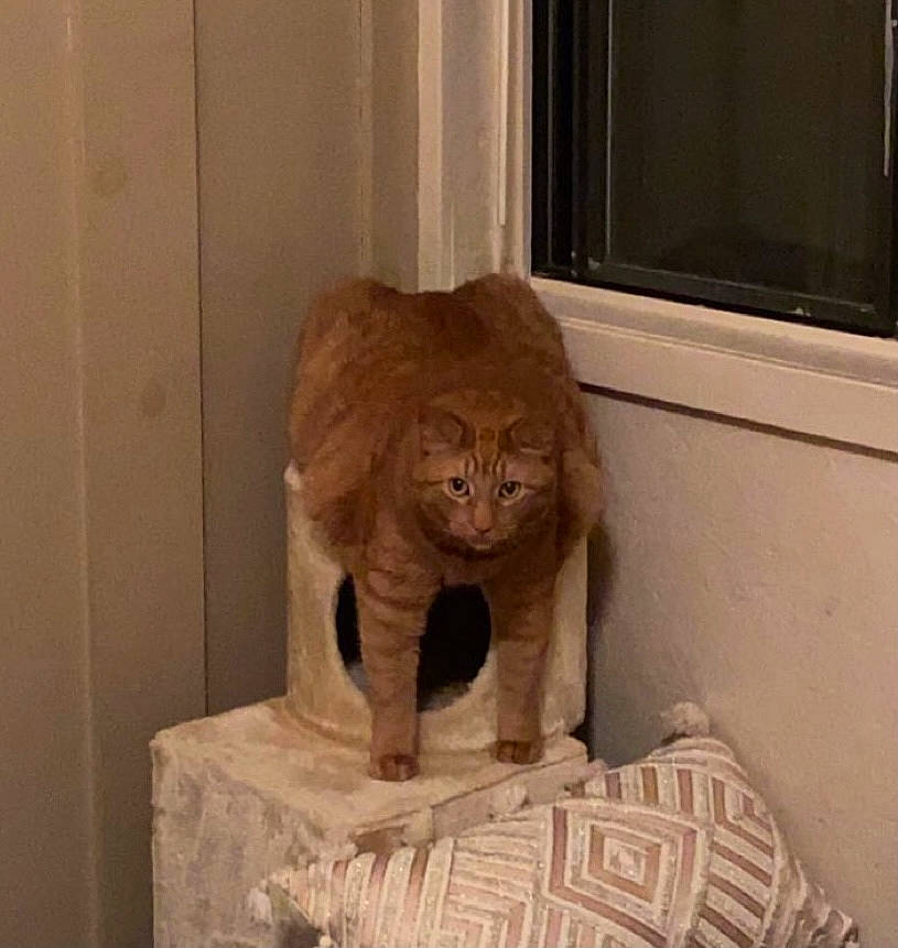 Hemi is registered to the contest to win money with this photo: art, artifact, big_cats, carnivore, carving, cat, door, fawn, felidae, fur, liver, pet_supply, sculpture, small_to_medium_sized_cats, snout, tail, terrestrial_animal, whiskers, window, wood