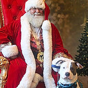 Zeus joined the competition — help win amazing prizes! animal, beard, celebration, christmas_tree, costume, decor, dog, festive, glasses, harness, holiday, indoor, pet, portrait, red_chair, red_clothing, santa_claus, seasonal, smile, white_fur