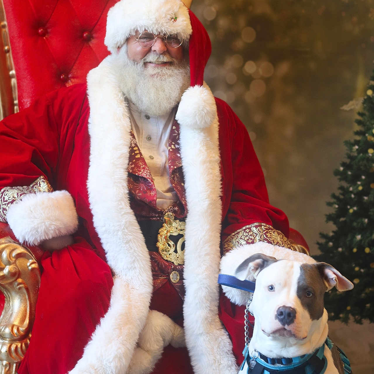 Zeus joined the competition — help win amazing prizes! animal, beard, celebration, christmas_tree, costume, decor, dog, festive, glasses, harness, holiday, indoor, pet, portrait, red_chair, red_clothing, santa_claus, seasonal, smile, white_fur
