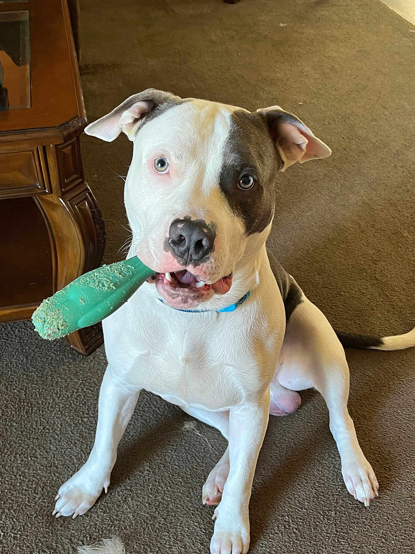 Zeus