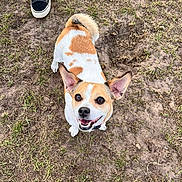 Bean is registered to the contest to win money with this photo: animal, canine, clothing, dog, footwear, hardwood, hound, person, pet, puppy, racket, shoe, sitting, sneaker, sport, stainedwood, tennis, tennisracket, walkingdog, wood