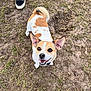 animal, canine, clothing, dog, footwear, hardwood, hound, person, pet, puppy, racket, shoe, sitting, sneaker, sport, stainedwood, tennis, tennisracket, walkingdog, wood
