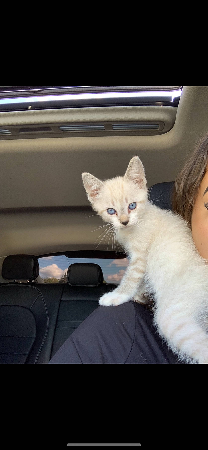 Smokii is registered to the contest to win money with this photo: auto_part, automotive_exterior, automotive_window_part, carnivore, cat, comfort, domestic_short_haired_cat, fawn, felidae, fixture, fur, gesture, paw, small_to_medium_sized_cats, snout, tail, vehicle_door, whiskers, window, windshield