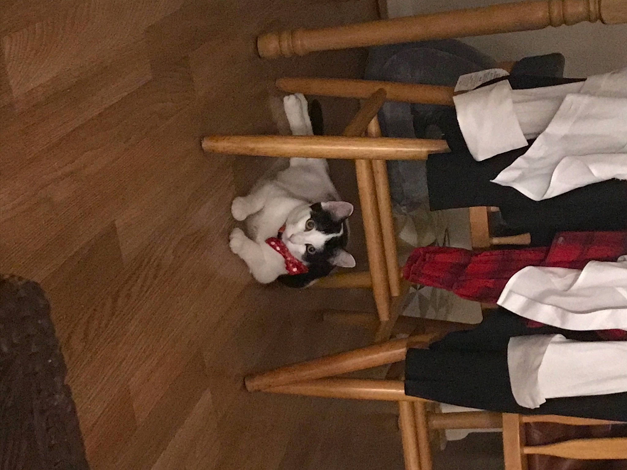 Milo joined the competition — help win amazing prizes! carmine, carnivore, comfort, companion_dog, dog, event, felidae, floor, flooring, hardwood, laminate_flooring, mammal, plywood, room, small_to_medium_sized_cats, tail, varnish, wood, wood_flooring, wood_stain