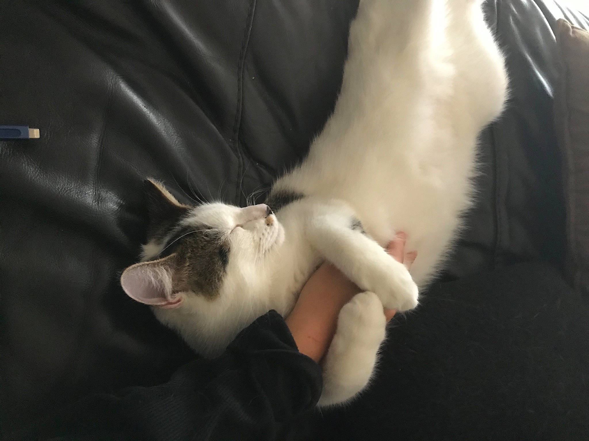 Aussie joined the competition — help win amazing prizes! carnivore, cat, claw, comfort, felidae, fur, paw, small_to_medium_sized_cats, snout, vertebrate, whiskers