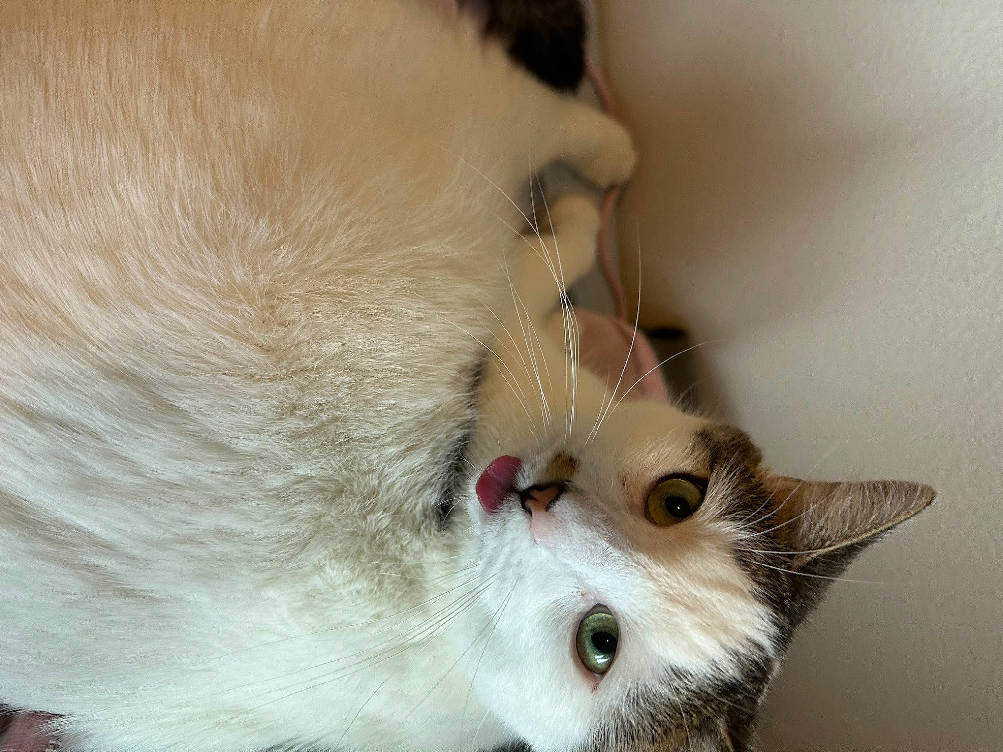 Aussie is registered to the contest to win money with this photo: carnivore, cat, claw, close_up, collar, domestic_short_haired_cat, ear, fang, felidae, fur, nose, paw, small_to_medium_sized_cats, snout, tail, terrestrial_animal, whiskers