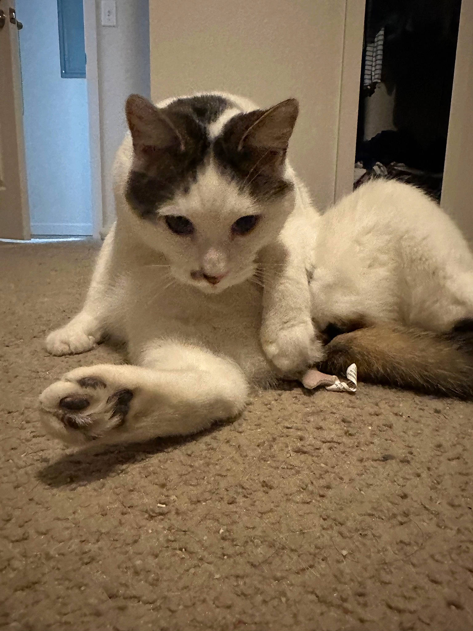 Aussie joined the competition — help win amazing prizes! carnivore, cat, claw, comfort, domestic_short_haired_cat, door, eye, felidae, floor, flooring, foot, fur, monochrome, monochrome_photography, paw, small_to_medium_sized_cats, snout, tail, whiskers, wood