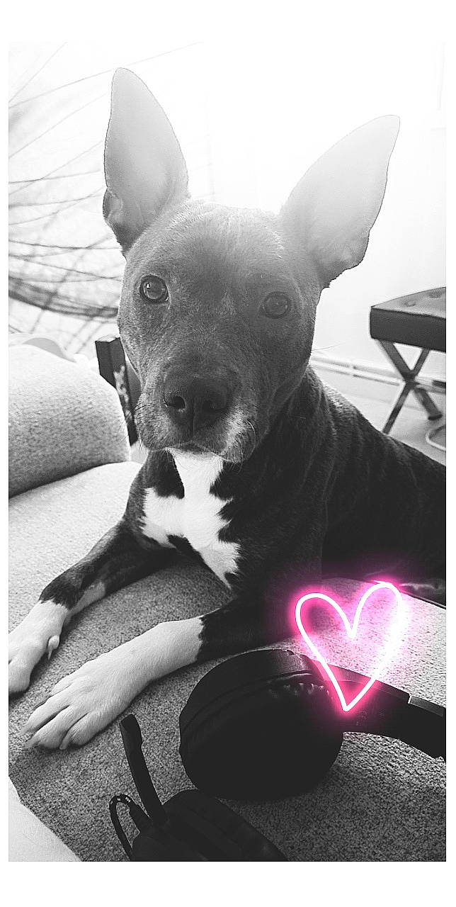 Maya a rejoint le concours — aidez-le/la à gagner de superbes lots ! canidae, carnivore, comfort, companion_dog, dog, dog_breed, ear, fawn, fur, monochrome, monochrome_photography, paw, snout, sporting_group, terrestrial_animal, terrier, toy_dog, whiskers, white, working_animal