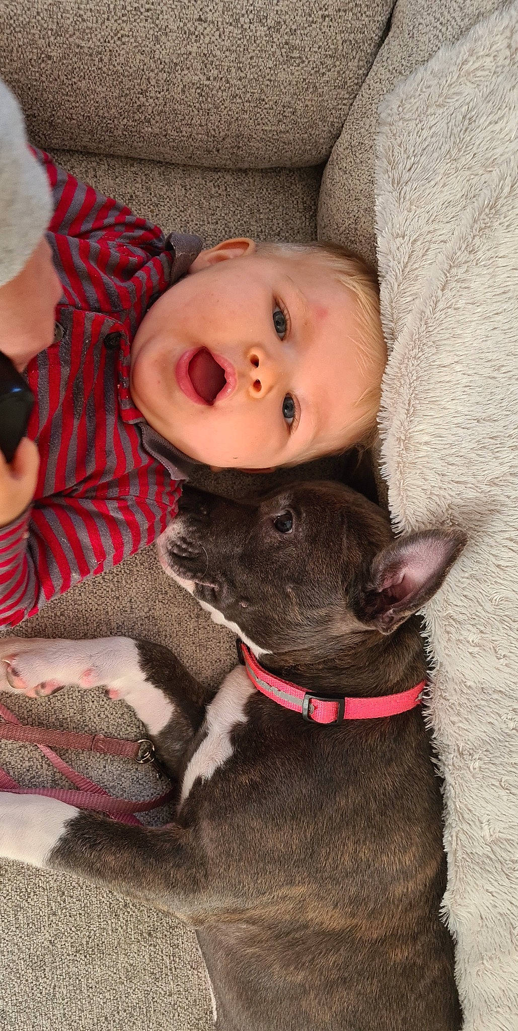 Maya participe au concours pour gagner de l'argent avec cette photo : baby, baby_toddler_clothing, carnivore, comfort, companion_dog, dog, doll, dress, eye, eyelash, fawn, head, human_body, lip, nose, skin, sleeve, snout, toddler, working_animal